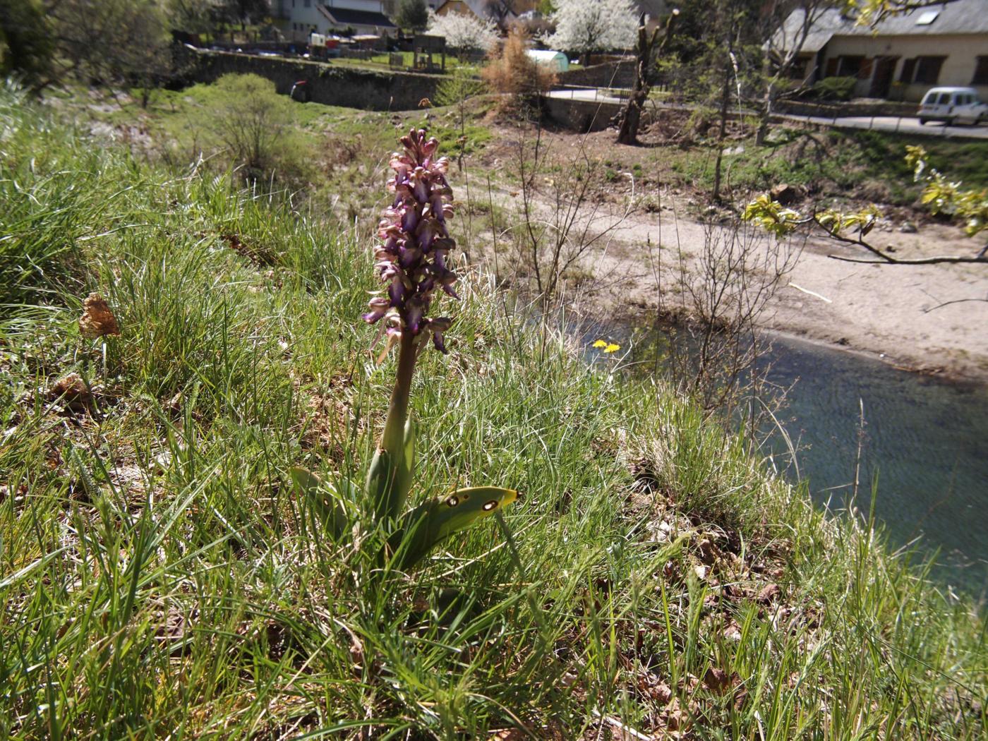 Orchid, Giant plant